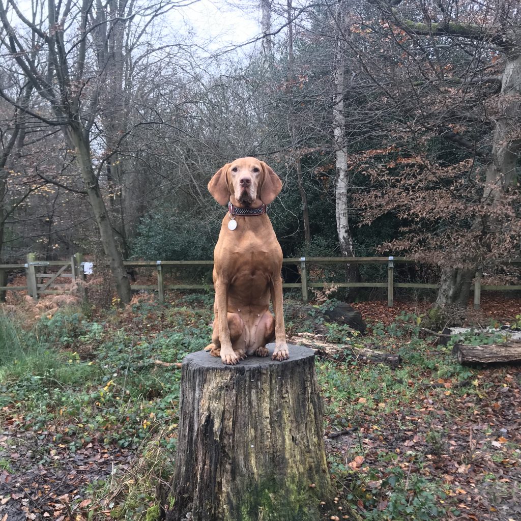 canine behaviourist